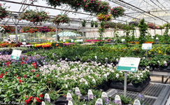 VanamaliGardens_FlowerPlants