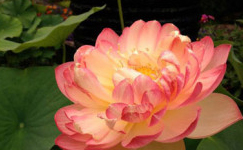 VanamaliGardens_FlowerPlants
