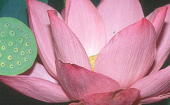 VanamaliGardens_FlowerPlants