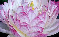 VanamaliGardens_FlowerPlants