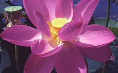 VanamaliGardens_FlowerPlants