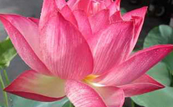 VanamaliGardens_FlowerPlants