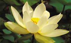 VanamaliGardens_FlowerPlants