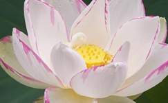 VanamaliGardens_FlowerPlants