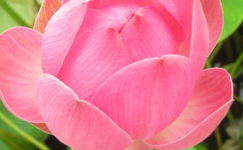 VanamaliGardens_FlowerPlants