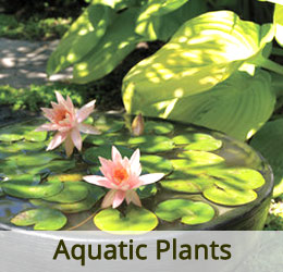 www.vanamaligardens.com_Product