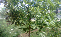 VanamaliGardens_FlowerPlants