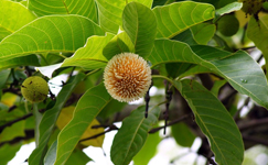 VanamaliGardens_FlowerPlants