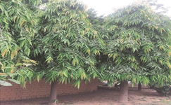 VanamaliGardens_FlowerPlants