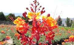 VanamaliGardens_FlowerPlants