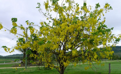 VanamaliGardens_FlowerPlants