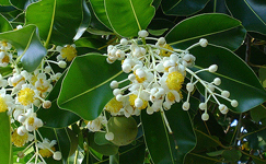 VanamaliGardens_FlowerPlants