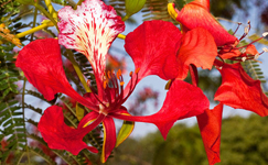 VanamaliGardens_FlowerPlants