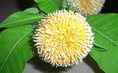 VanamaliGardens_FlowerPlants
