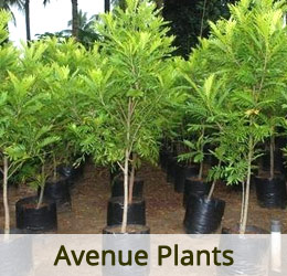 www.vanamaligardens.com_Product