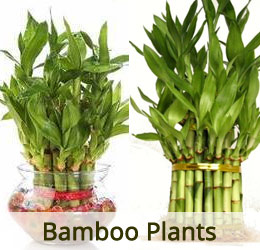 www.vanamaligardens.com_Product