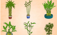VanamaliGardens_FlowerPlants