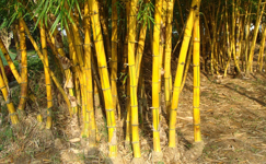 VanamaliGardens_FlowerPlants