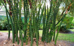VanamaliGardens_FlowerPlants