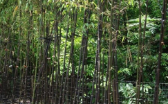 VanamaliGardens_FlowerPlants