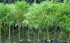 VanamaliGardens_FlowerPlants