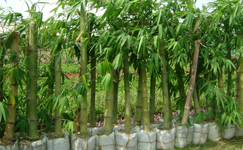 VanamaliGardens_FlowerPlants