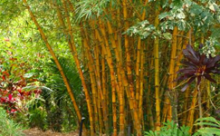 VanamaliGardens_FlowerPlants