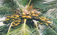 VanamaliGardens_FlowerPlants