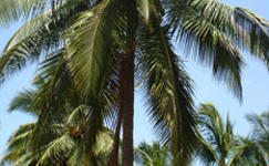 VanamaliGardens_FlowerPlants