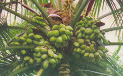 VanamaliGardens_FlowerPlants