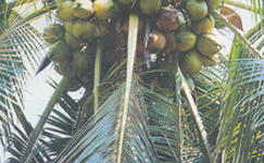 VanamaliGardens_FlowerPlants
