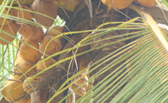 VanamaliGardens_FlowerPlants