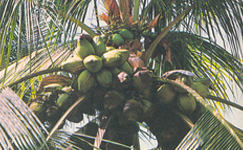 VanamaliGardens_FlowerPlants