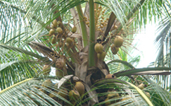 VanamaliGardens_FlowerPlants