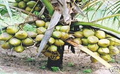 VanamaliGardens_FlowerPlants