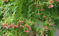 VanamaliGardens_FlowerPlants