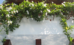 VanamaliGardens_FlowerPlants