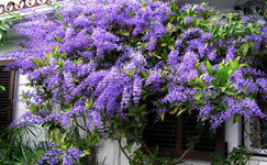 VanamaliGardens_FlowerPlants