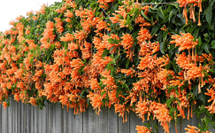 VanamaliGardens_FlowerPlants