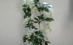 VanamaliGardens_FlowerPlants