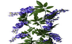 VanamaliGardens_FlowerPlants