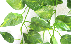 VanamaliGardens_FlowerPlants