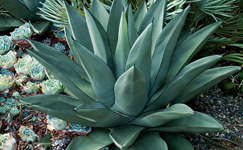 VanamaliGardens_FlowerPlants