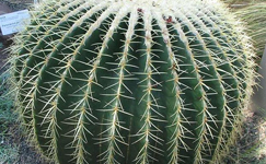 VanamaliGardens_FlowerPlants