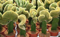 VanamaliGardens_FlowerPlants