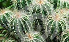 VanamaliGardens_FlowerPlants