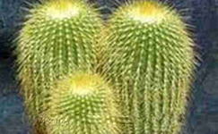 VanamaliGardens_FlowerPlants