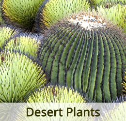 www.vanamaligardens.com_Product