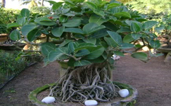 VanamaliGardens_FlowerPlants