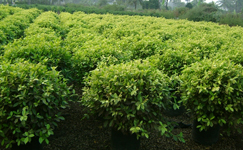 VanamaliGardens_FlowerPlants